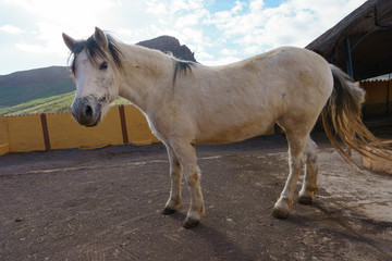 White horse portrait