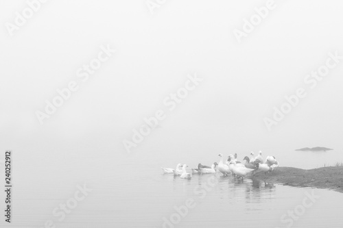Fotografía Landscape with fog and ducks in the natural park of the Barruecos