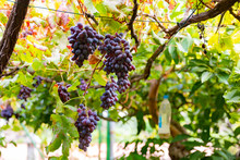 Bunches Of Grapes For Wine Production Growing At Vineyard