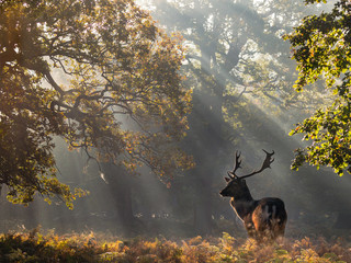 roe deer stag in the sunbeams