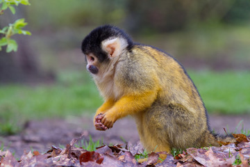 Black-capped squirrel monkey (Saimiri boliviensis)