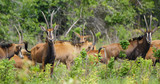 Fototapeta Sawanna - Sable Antelope Herd