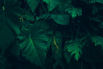 Plakat dżungla ogród drzewa roślina