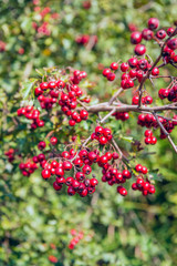 Sticker - Ripe red berries on the branch of a hawthorn tree