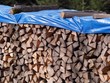 Nässeschutz - Holzscheite trocknen im Wald 