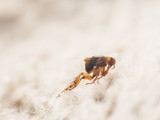 Fototapeta  - Dog flea (Ctenocephalides canis) on white fur. Microscopic photo