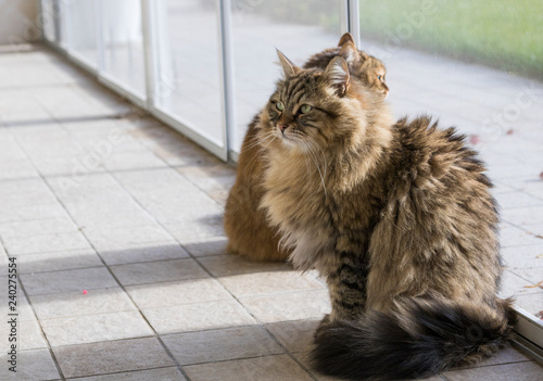 Long Haired Domestic Kittens Of Siberian Breed Hypoallergenic