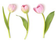 Set of decorative flowers isolated on white background. Vector pink tulip for spring holidays decor