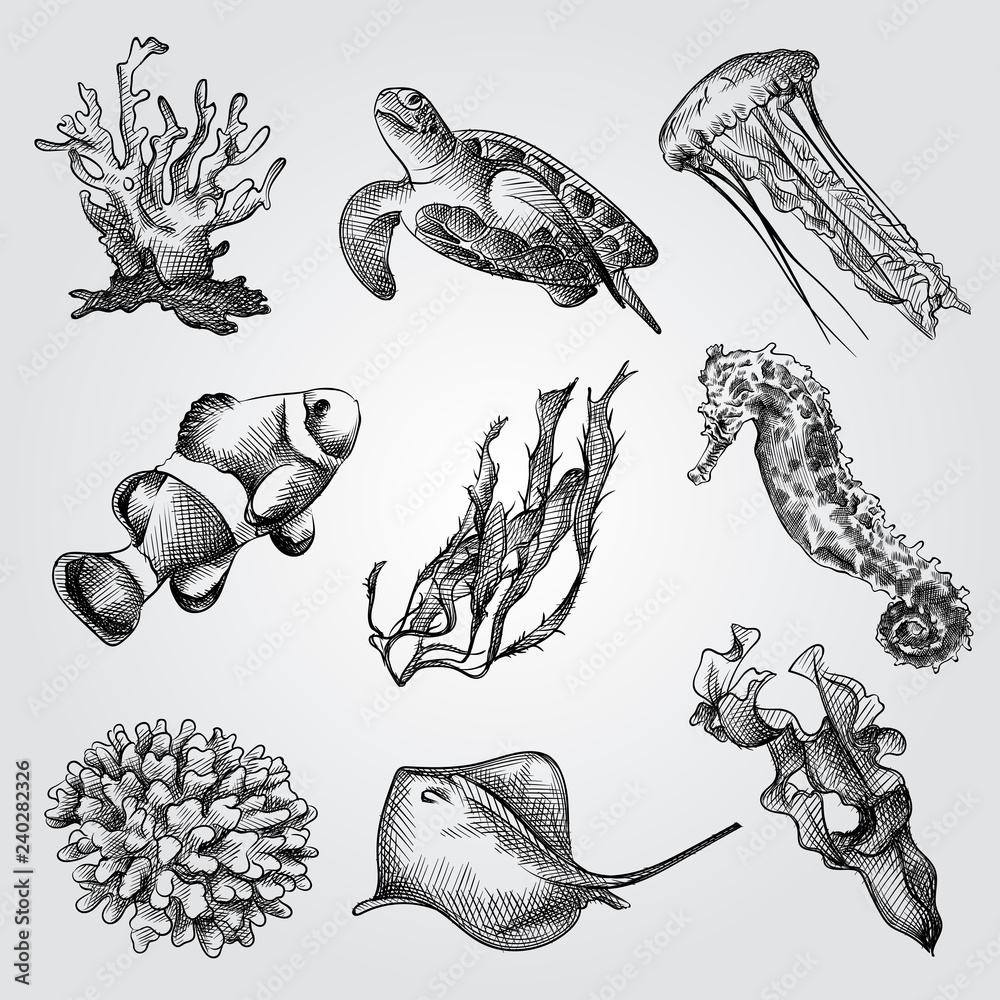 Hand Drawn Underwater world elements Sketches Set. Collection Of Corals,  Seaweed , Scat, Jellyfish, Sea turtle, Sea Horse and fish sketches on white  background. Engraving style pen pencil crosshatch. Stock Vector |, image size:1000x1000