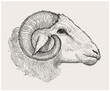 © LP Design - Ram head, graphic hand drawn illustration