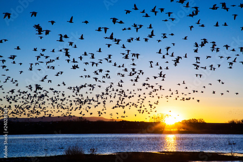 Cuadros en Lienzo Snow Geese at Bosque Del Apache National Wildlife Refuge