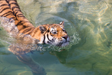  Siberian Tiger Swimming 