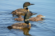 Family Of Loons 