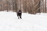 Fototapeta Miasto - Beautiful black dog running on snowy field in winter forest
