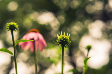 closeup of echinacea flower bud