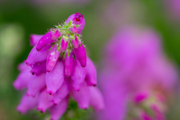 Wall Mural - Close up Wild white and pink heather, outdoors macro