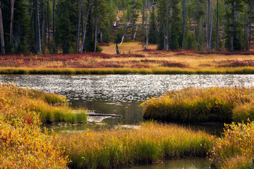 Wall Mural - Lewis River, Yellostone National Park, Wyoming