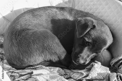 Fotografie, Obraz Labrador puppy falls asleep on the armchair;