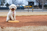 Fototapeta Tęcza - dog playing baseball