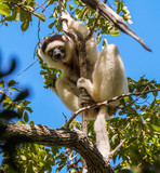 Fototapeta Sawanna - Verreauxs sifaka lemur