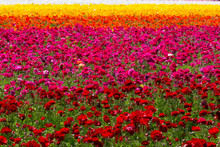 Colorful Flower Fields