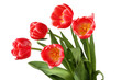 Bouquet of five red tulip flowers isolated on white background
