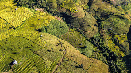 Sticker - Aerial view of the green and yellow rice field in rural at Bong piang stepped rice terrace in Chiang mai , North of Thailand.