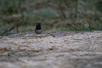 Wall Mural - Black Headed Sparrow 3 (Junco)