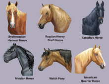 Set Of Portraits Of Horses Breeds 2