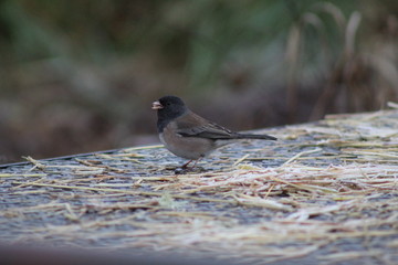 Wall Mural - Black Headed Sparrow 7 (Junco)