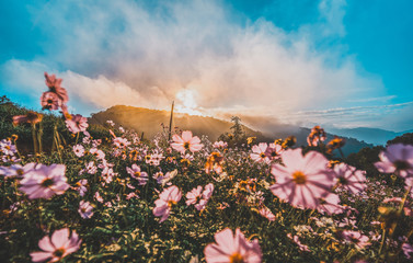 Wall Mural - Beautiful pink flowers in the garden with blue sky and clouds background in vintage style soft focus.