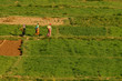 African women in colorful outfits going across the field. The Atlas Mountains. Morocco