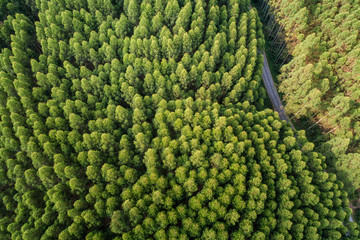 Wall Mural - Road in the middle of a forest from above