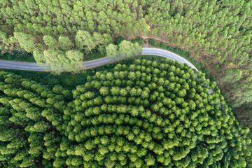 Wall Mural - Road in the middle of a forest from above