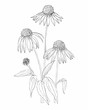 Botanical vector hand drawn Echinacea illustration. Detailed image.