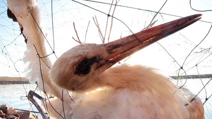 Dead bird cought in Nets Close shot of Dead bird cought in Nets fish ponds