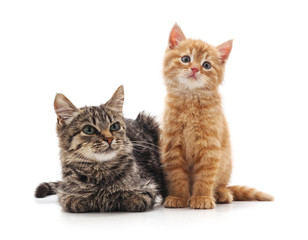 Canvas Print - Two small kittens.