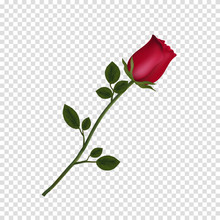 Highly Detailed Flower Of Red Rose Isolated On Transparent Background.