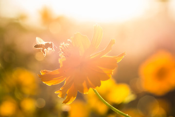 Wall Mural - Cosmos flower and bee in the field of Lumphun province countryside Thailand
