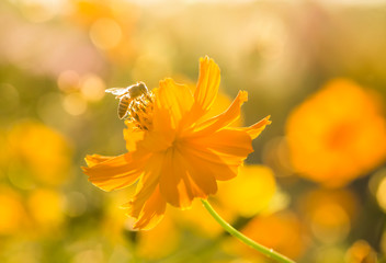 Wall Mural - Cosmos flower and bee in the field of Lumphun province countryside Thailand