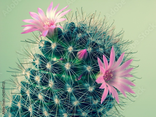 pink mini cactus flowers, mammillaria, blossoming, macro photography Fototapete