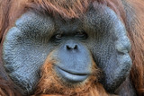 Fototapeta Zwierzęta - Portrait of Bornean Orangutan Monkey (Pongo Pygmaeus)