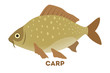 Carp fish in the water of river