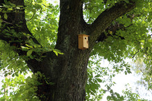 A House For Birds And Bats In The Park.