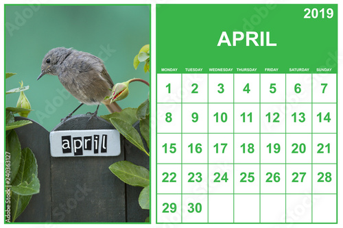 Fotografie, Obraz April 2019 calendar on english with a bird perched on an April decorated fence,