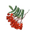 Colored bright rowan tree branch or sprig with leaves and ripe berries hand drawn on white background. Elegant drawing of seasonal plant. Botanical vector illustration in gorgeous vintage style.