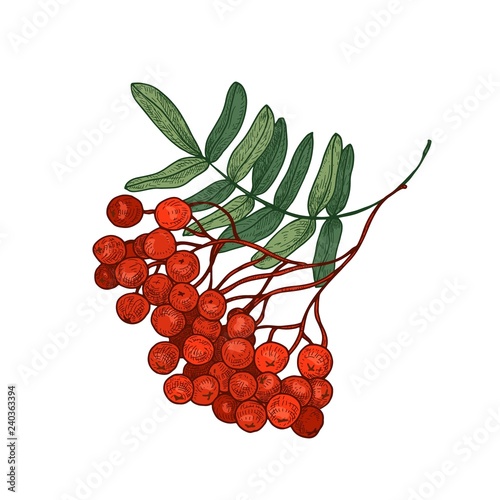 Fotografie, Obraz Colored bright rowan tree branch or sprig with leaves and ripe berries hand drawn on white background