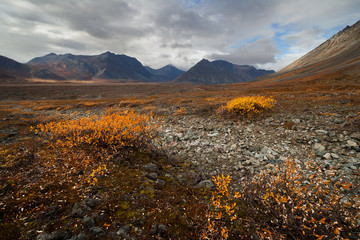 Autumn view of the valley among the mountains of the Iskaten ridge. Shrubs with yellow foliage. Pointed rocky peaks of the mountains in the distance. Far north near the Arctic Circle. Chukotka, Russia