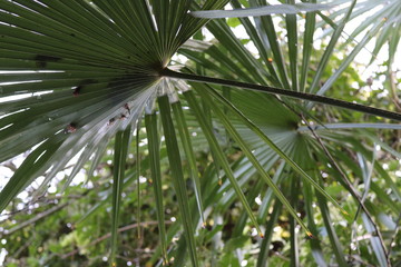 Beautiful Trees and Leaves Close-up showing Green Colours