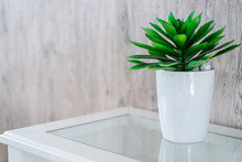 Green Plant In White Pot With Wood Background